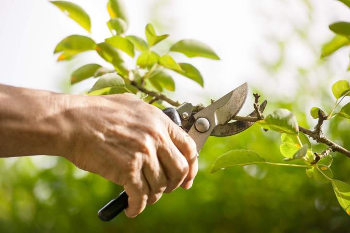 Taille arbres fruitiers Groslay